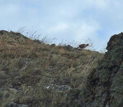 Прикрепленное изображение: kDSCF6111.jpg